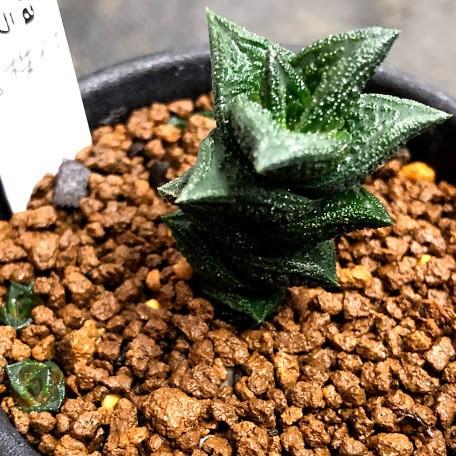 多肉植物：多肉植物：ハオルチア ニグラno.1 特丸葉ダルマタイプ 子株