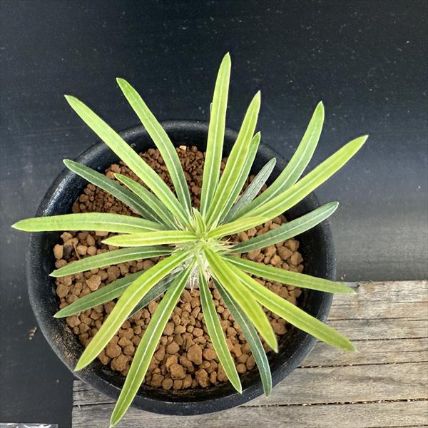 ☆特価☆コーデックス：パキポディウム グラキリス*M 塊根幅1cm