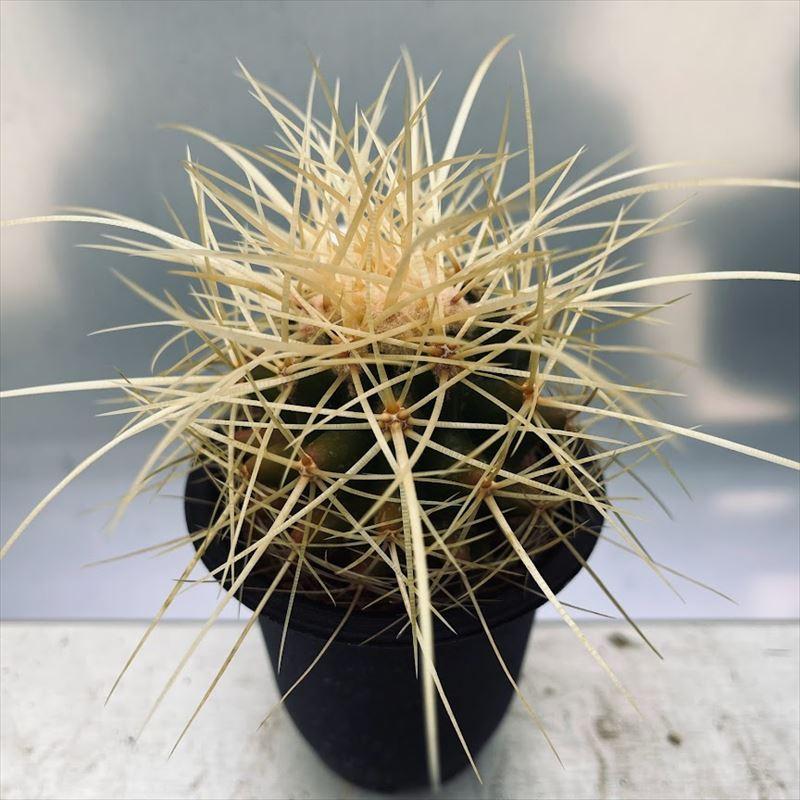 サボテン：エキノカクタス サカテカス金鯱 S*幅6cm : 遊恵盆栽 Yahoo