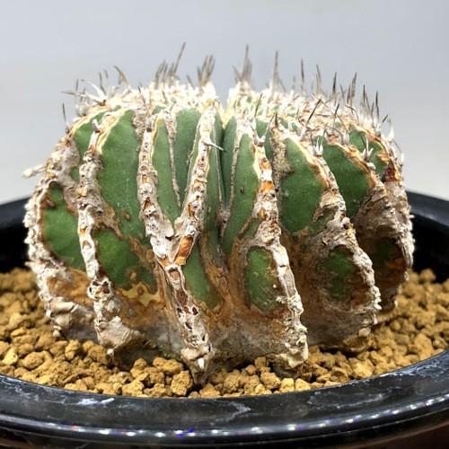 サボテン：ゲオヒントニア メキシカーナ*幅5.5cm 現品！一品限り