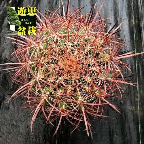 サボテン：フェロカクタス 鯱頭*全幅15cm 現品！一品限り : 遊恵盆栽