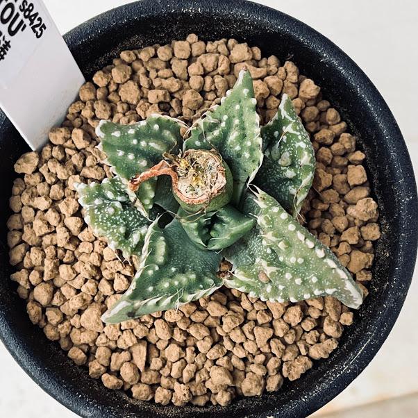 多肉植物：フォーカリア 怒涛*幅5cm : 遊恵盆栽 Yahoo!店 - 通販