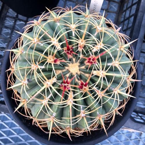 サボテン：フェロカクタス 赤城*幅16cm 現品！一品限り : 遊恵盆栽