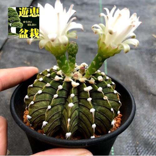 サボテン：ギムノカリキウム 牡丹玉 LB2178*幅7cm 現品！一品限り