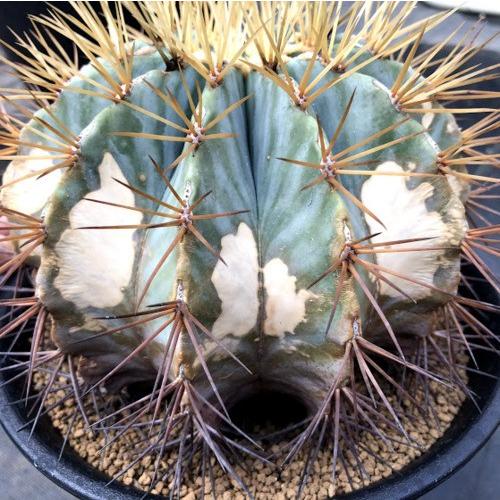 サボテン：フェロカクタス 王冠竜*幅16cm 現品！一品限り ※焼けあり