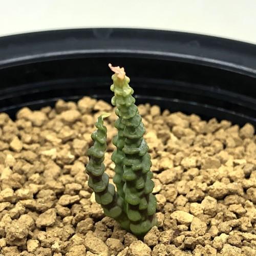 多肉植物：ブルビネ ブルインシー つくし玉*全幅1cm 現品！一品限り