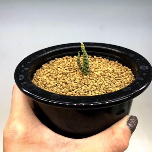 多肉植物：ブルビネ ブルインシー つくし玉*全幅1cm 現品！一品限り