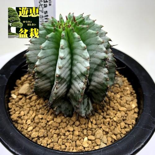 多肉植物：ユーフォルビア ホリダ ストリアータ*幅5.5cm 現品！一品