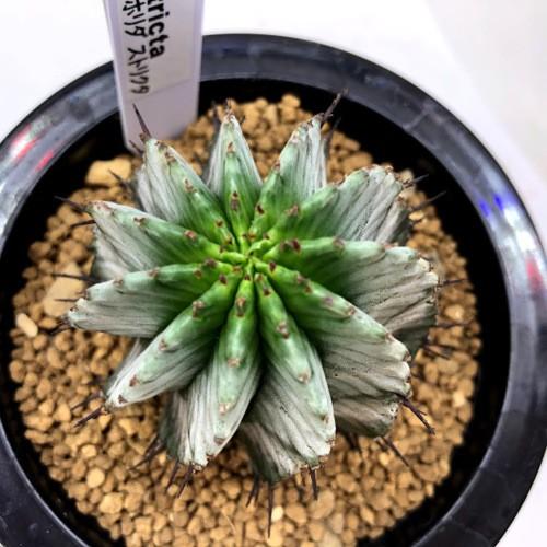 多肉植物：ユーフォルビア ホリダ ストリアータ*幅5.5cm 現品！一品