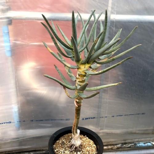 多肉植物：アロエ ラモシシマ*幅28cm 現品！一品限り ※葉に焼けあり