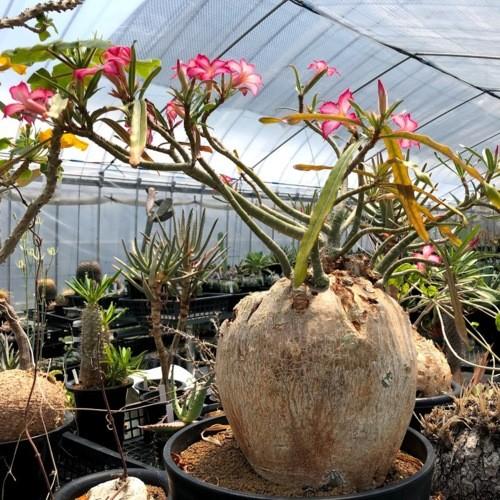 コーデックス：アデニウム ソマレンセ*葉幅43cm 現品！一品限り