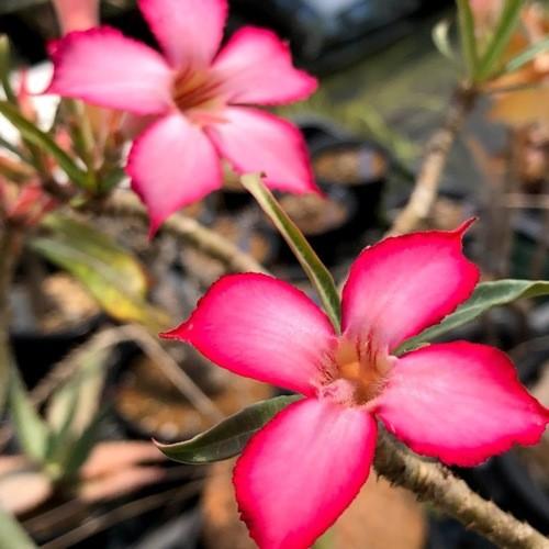 コーデックス：アデニウム ソマレンセ*葉幅43cm 現品！一品限り