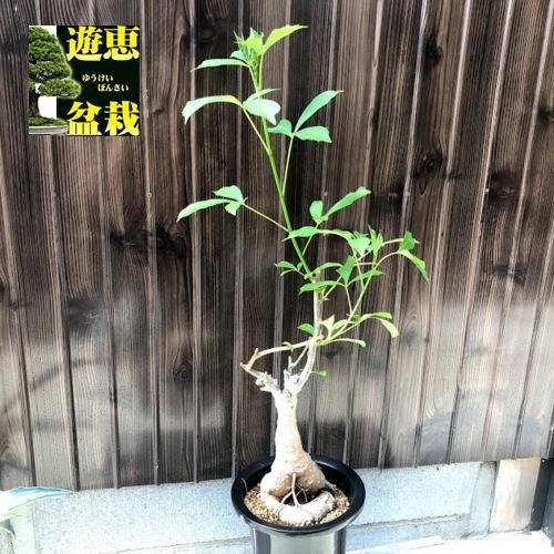 アフリカバオバブ アダンソニア ディギタータ *葉幅20cm 現品！一品