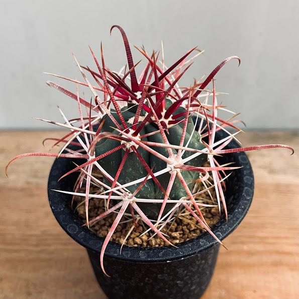 サボテン：フェロカクタス 赤刺金冠竜*幅4cm ☆赤松実生 : 遊恵盆栽