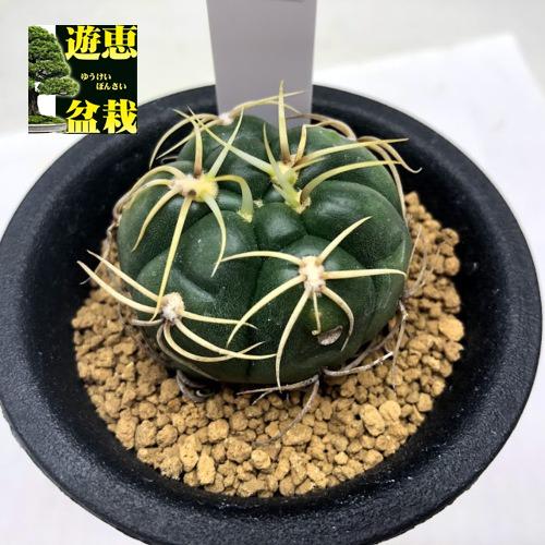 サボテン：ギムノカリキウム 海王丸*幅4cm ☆赤松実生 : 遊恵盆栽