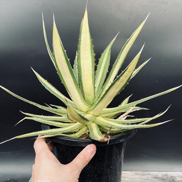 多肉植物：アガベ ホリダ錦*幅33cm 現品！一品限り : 遊恵盆栽 Yahoo