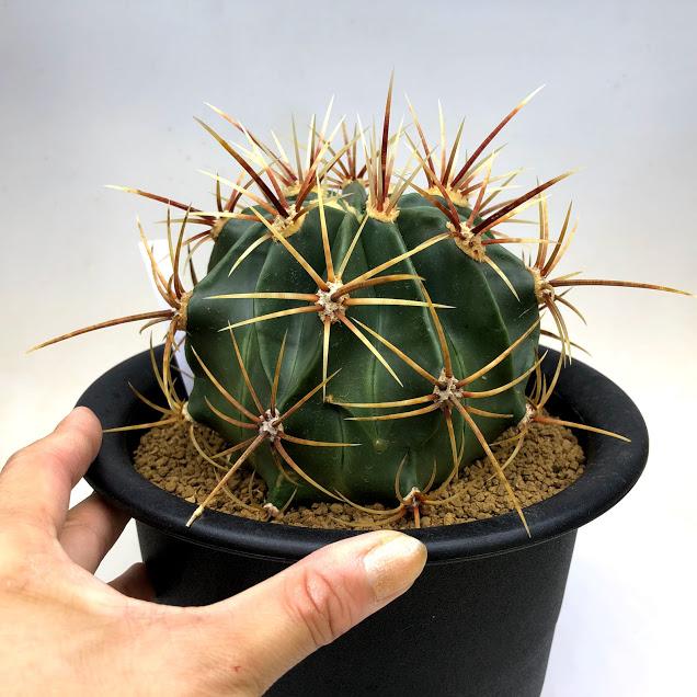 サボテン：フェロカクタス 文鳥丸*幅12cm 現品！一品限り : 遊恵盆栽
