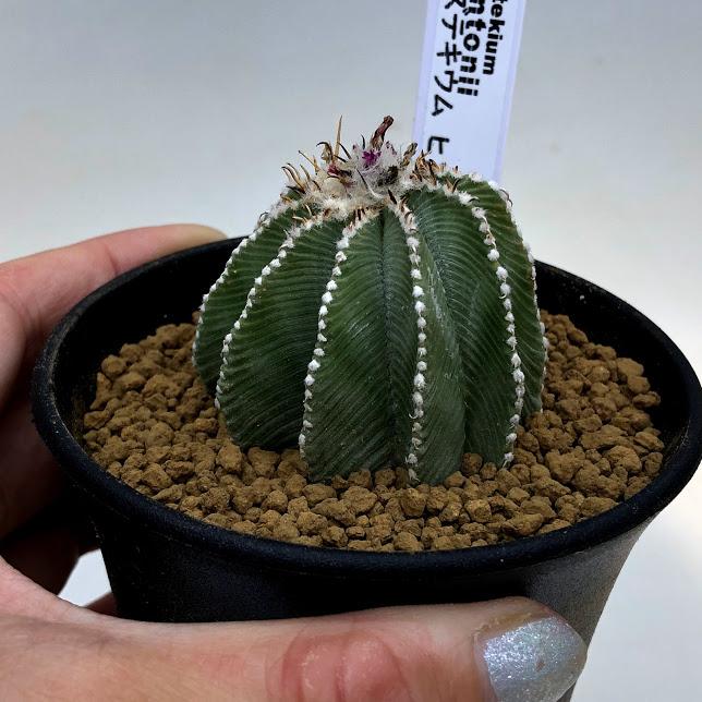 サボテン：アズテキウム ヒントニー 自根*幅4.5cm 現品 一品限り