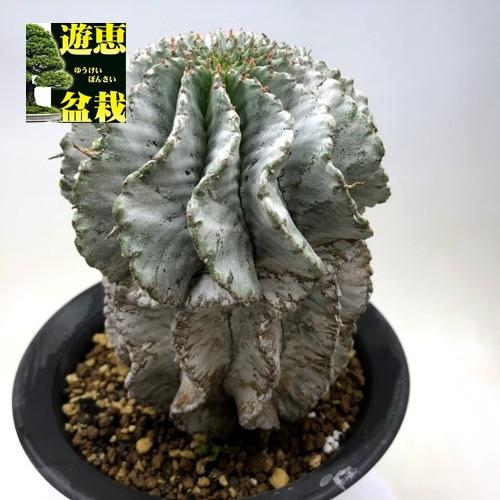 多肉植物：ユーフォルビア 白ホリダ*幅10cm 現品！一品限り : 遊恵