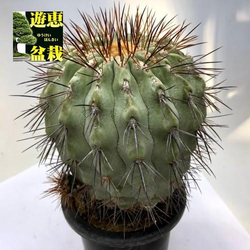 サボテン：コピアポア ギガンティア*幅11cm 現品 一品限り ※頭の周辺