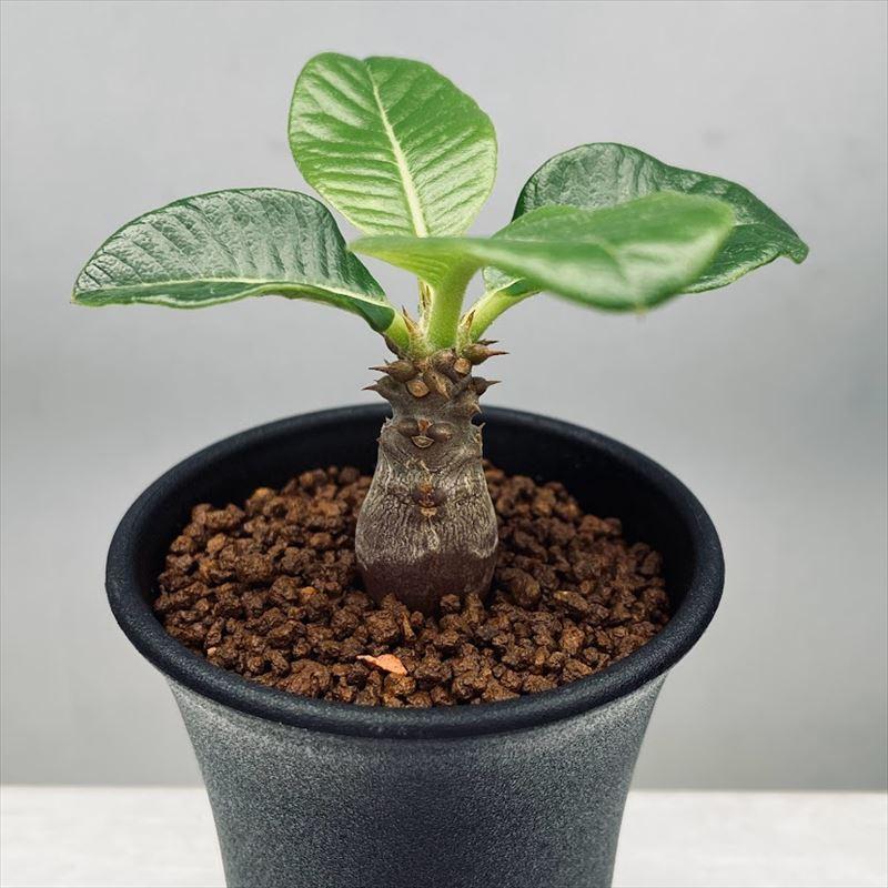 コーデックス：パキポディウム ウィンゾリー 実生 L*塊根幅1.5cm