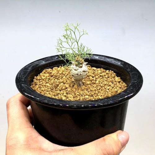 コーデックス：サルコカウロン ペニクリナム*塊根幅1.5cm 現品！一品