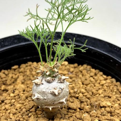 コーデックス：サルコカウロン ペニクリナム*塊根幅1.5cm 現品！一品