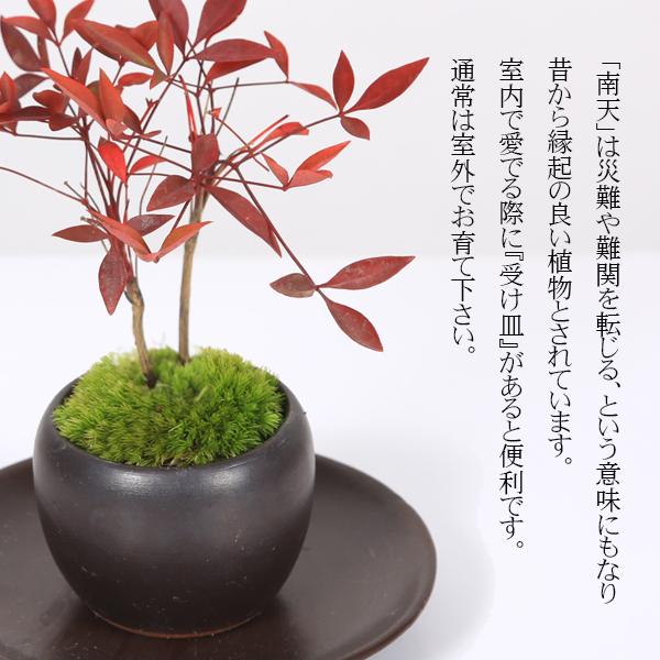 プチ盆栽：南天＜苔・受け皿付き＞*丸陶器鉢 なんてん縁起物厄除け