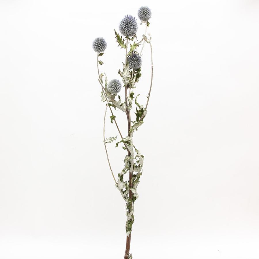 ドライフラワー 花材 即日出荷 ルリタマアザミHL ナチュラル 素材 材料