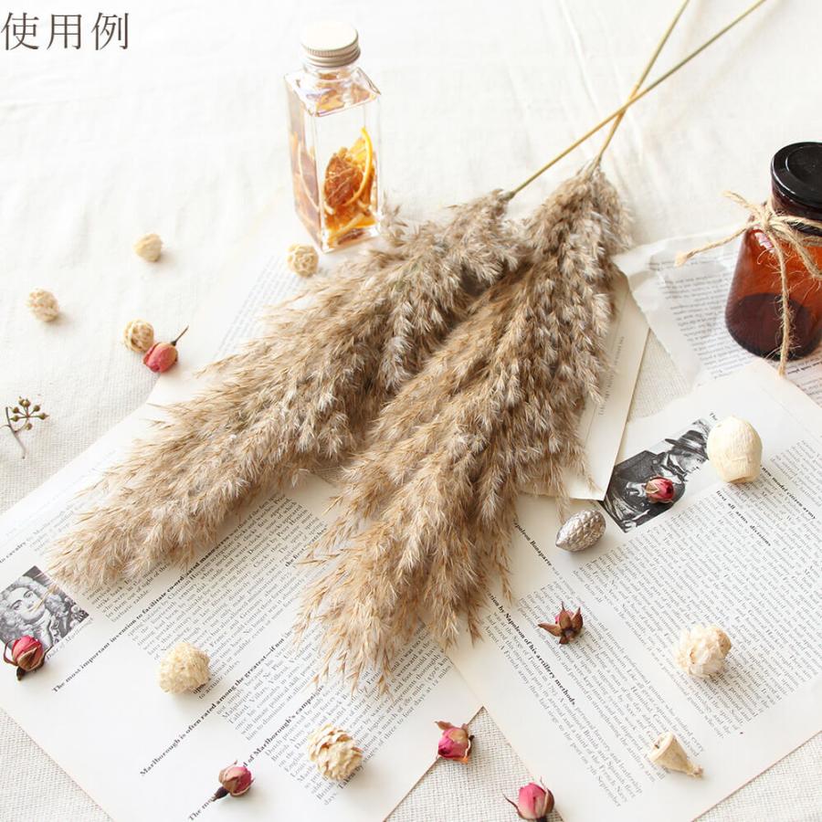 アスカ商会 ドライフラワー 花材 即日出荷 エリアンサス ブラウン 穂