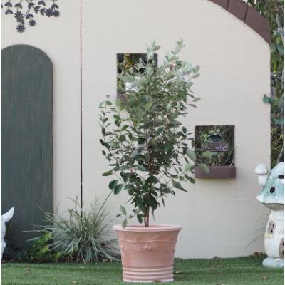 ふるさと納税 朝倉市 人気のトロピカル果樹 フェイジョアの鉢植え