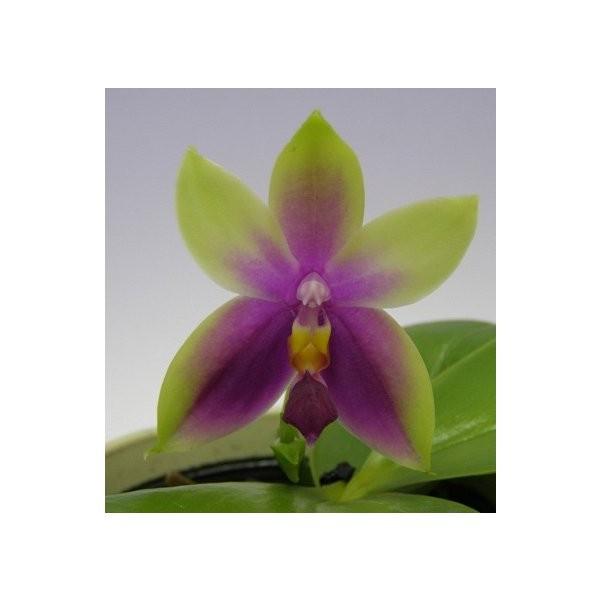 花なし株】 ファレノプシス ビオラセア Phal.violacea (=Phal.bellina