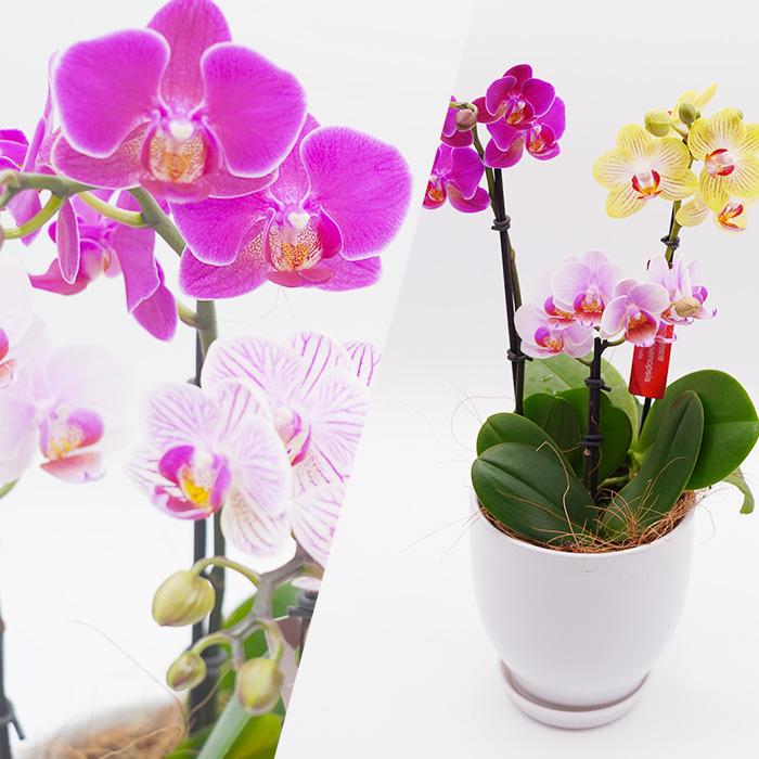 胡蝶蘭 マイクロ胡蝶蘭 3本立 4号 3色MIX寄せ : 産直プレミアム - 通販