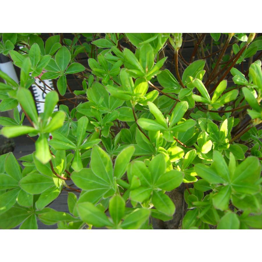 シロヤシオツツジ 良形良株 : 横の植木屋さん - 通販 - Yahoo!ショッピング