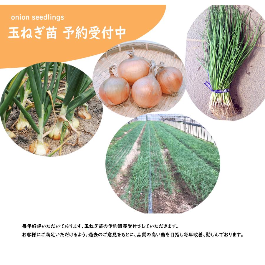 予約商品】玉ねぎ苗 500本束 アトン 中生 【タキイ交配】【早生玉ねぎ