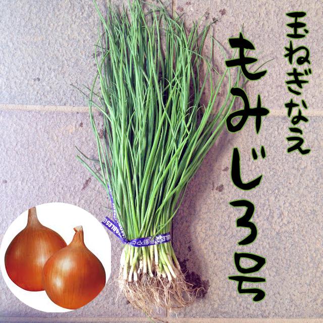 予約商品】玉ねぎ苗 晩生 もみじ3号 100本【タキイ交配】【玉ねぎ苗