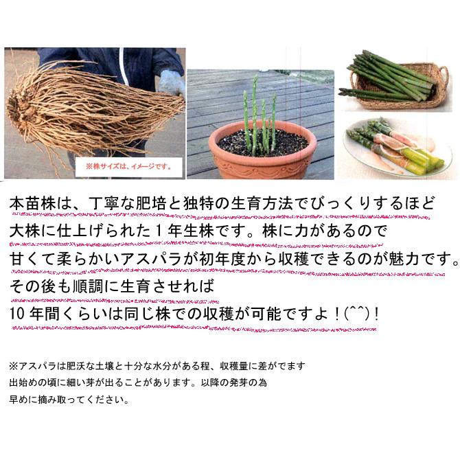 L1株 特大！ アスパラガス苗 Lサイズ 素掘り苗 1株 栽培説明書付