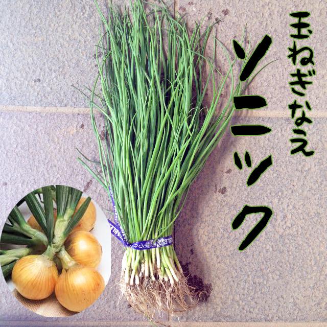 予約商品】玉ねぎ苗 50本束 ソニック 早生【タキイ交配】【玉ねぎ苗
