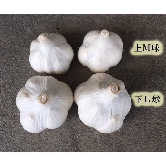 L1K青森県産ニンニク種子 ニューホワイト6片 Lサイズ（kg‥12個〜14