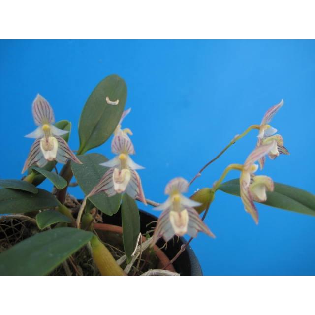 Bulb.ambrosia (アンブロシア) BS バルボフィラム原種 : 山田蘭園