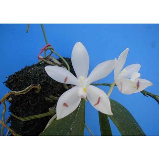 Phal.tetraspis (テトラスピス) BS ファレノプシス原種 (販売期間4月