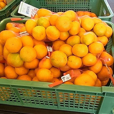 送料無料】山口県産 『大島みかん 2L〜3Lサイズ 9kg』（周防大島産