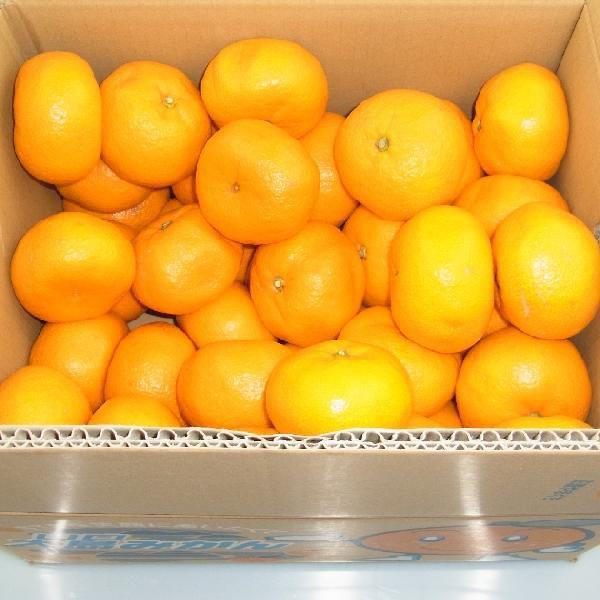 送料無料】山口県産 『大島みかん 2L〜3Lサイズ 9kg』（周防大島産