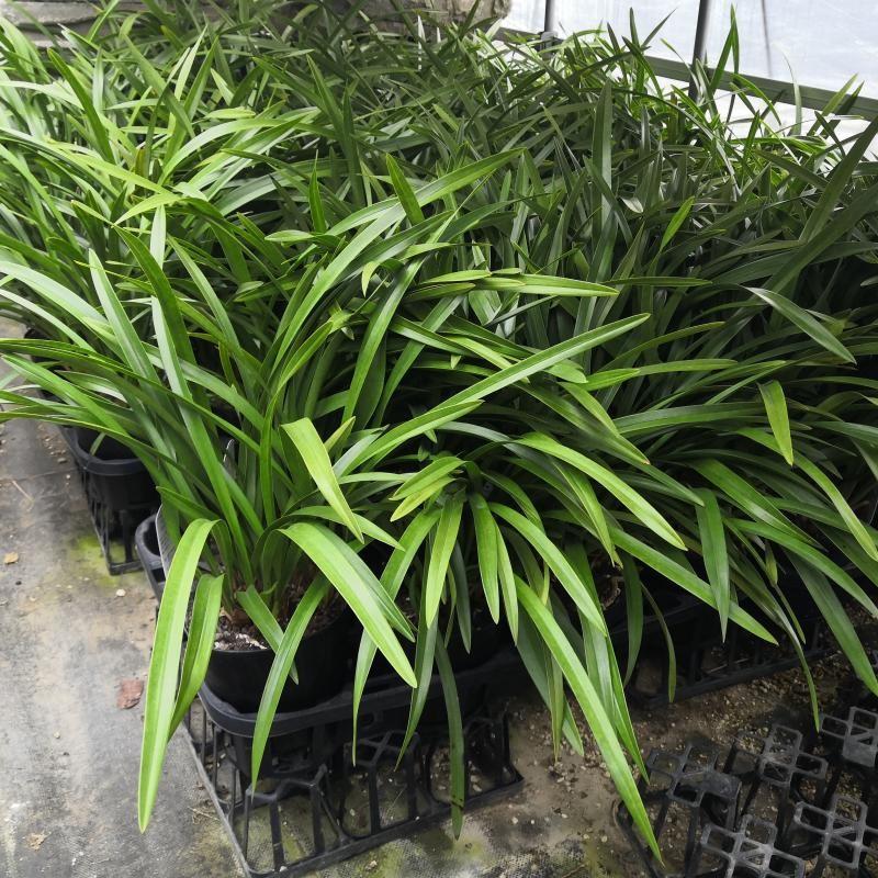 キンリョウヘン 金稜辺 花芽付き 原種系 赤花 花芽2芽 4号ポット苗 令