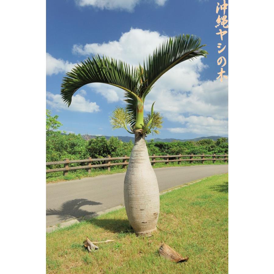 トックリヤシの種子 3粒 送料無料 : 沖縄ヤシの木 - 通販 - Yahoo