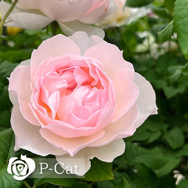 シャリファアスマ ER 2026春発送 オーダー新苗 4号ロング