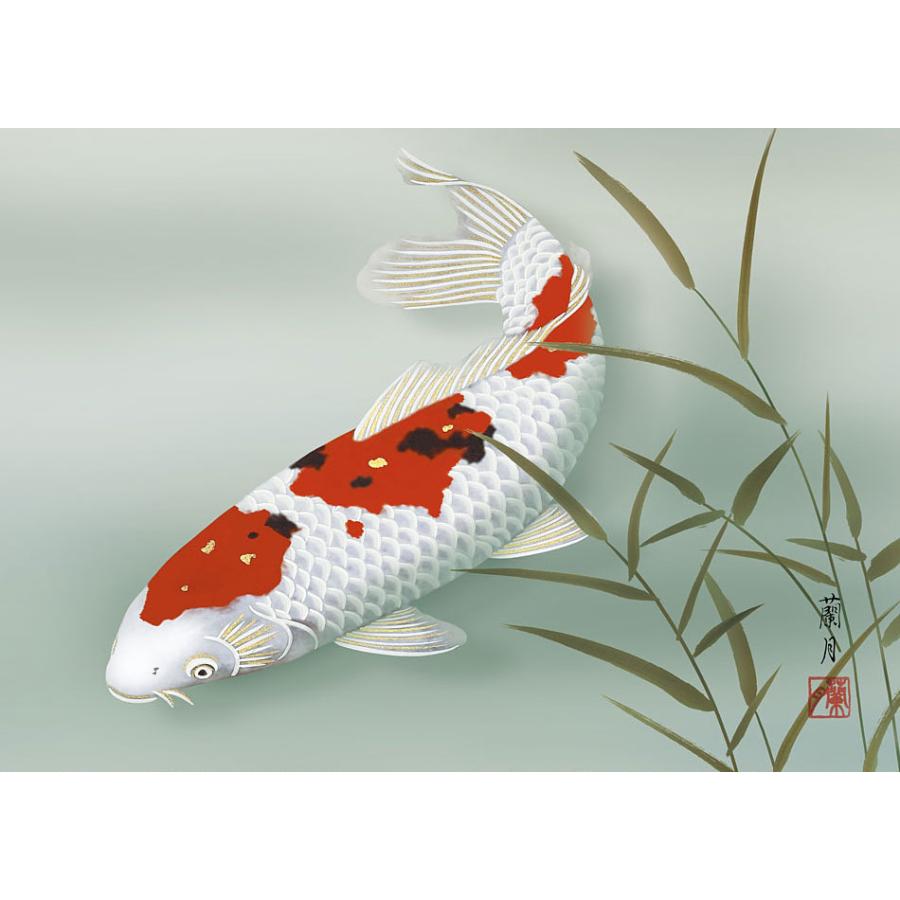 掛軸 掛け軸 和風モダン掛 夏用 錦鯉 吉井蘭月 約横35cm×縦42cm ミニ