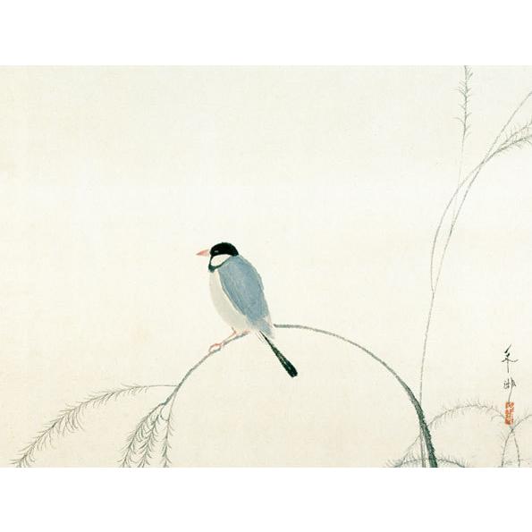 掛軸 (掛け軸) 文鳥 速水御舟 尺五横 約横54.5cm×縦115cm g4802 KZ2G9