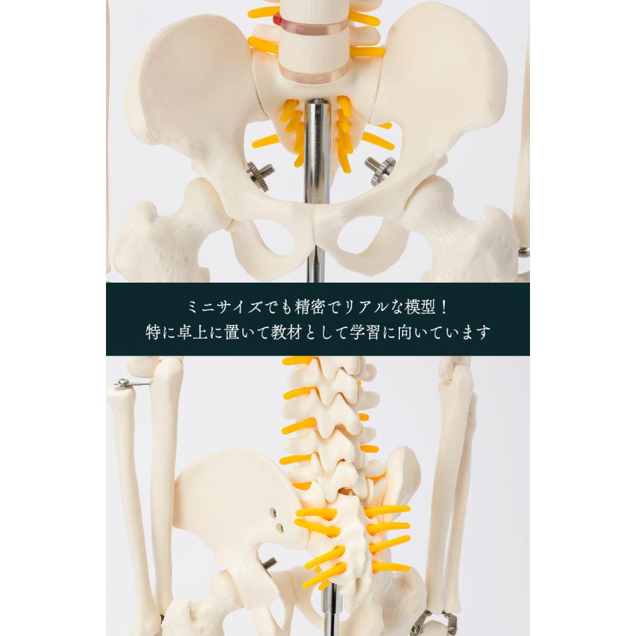 国際規格認証品】ミニサイズ 成人男性 人体模型 85cm 神経根有り 全身