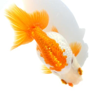 チャーム charm ヤフー店 - ランチュウ型｜Yahoo!ショッピング